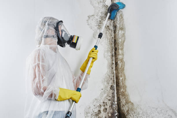 Best HVAC Mold Remediation in Mount Pleasant, SC