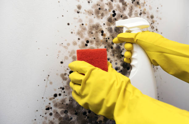 Best Mold Remediation for Specific Building Types in Mount Pleasant, SC